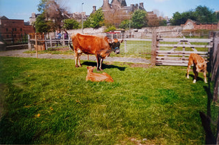 Stop 7 - Gorgie Farm